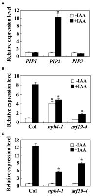 PIP2, An Auxin Induced Plant Peptide Hormone Regulates Root and <mark class="highlighted">Hypocotyl Elongation</mark> in Arabidopsis